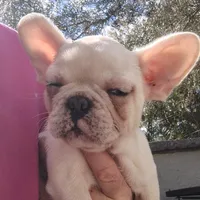 Farmingdale Frenchies Breeding since 2008, a female French Bulldog for sale in Jackson, NJ – Photo 2 of 4