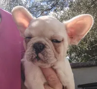 Farmingdale Frenchies Breeding since 2008, a female French Bulldog for sale in Jackson, NJ – Photo 2 of 4