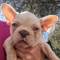 Farmingdale Frenchies Breeding since 2008, a female French Bulldog for sale in Jackson, NJ – Photo 3 of 4