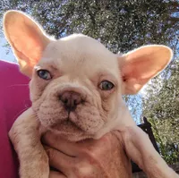 Farmingdale Frenchies Breeding since 2008, a female French Bulldog for sale in Jackson, NJ – Photo 3 of 4