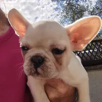 Farmingdale Frenchies Breeding since 2008, a female French Bulldog for sale in Jackson, NJ – Photo 1 of 4