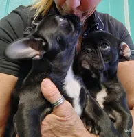 Farmingdale Frenchies Breeding since 2008, a male French Bulldog for sale in Jackson, NJ – Photo 9 of 10