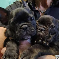 Farmingdale Frenchies Breeding since 2008, a male French Bulldog for sale in Jackson, NJ – Photo 7 of 10