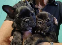 Farmingdale Frenchies Breeding since 2008, a male French Bulldog for sale in Jackson, NJ – Photo 7 of 10