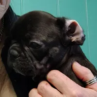 Farmingdale Frenchies Breeding since 2008, a male French Bulldog for sale in Jackson, NJ – Photo 2 of 10