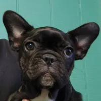Farmingdale Frenchies Breeding since 2008, a male French Bulldog for sale in Jackson, NJ – Photo 1 of 10