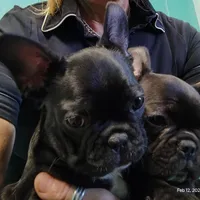 Farmingdale Frenchies Breeding since 2008, a male French Bulldog for sale in Jackson, NJ – Photo 8 of 10