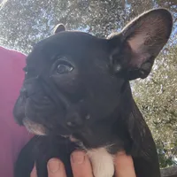 Farmingdale Frenchies Breeding since 2008, a male French Bulldog for sale in Jackson, NJ – Photo 6 of 10