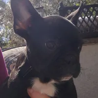 Farmingdale Frenchies Breeding since 2008, a male French Bulldog for sale in Jackson, NJ – Photo 5 of 10