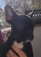 Farmingdale Frenchies Breeding since 2008, a male French Bulldog for sale in Jackson, NJ – Photo 5 of 10