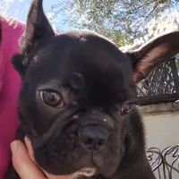 Farmingdale Frenchies Breeding since 2008, a male French Bulldog for sale in Jackson, NJ – Photo 10 of 10