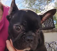 Farmingdale Frenchies Breeding since 2008, a male French Bulldog for sale in Jackson, NJ – Photo 10 of 10