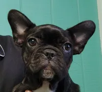 Farmingdale Frenchies Breeding since 2008, a male French Bulldog for sale in Jackson, NJ – Photo 2 of 10