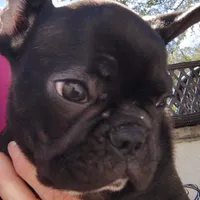 Farmingdale Frenchies Breeding since 2008, a male French Bulldog for sale in Jackson, NJ – Photo 8 of 10