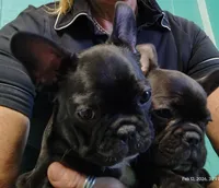 Farmingdale Frenchies Breeding since 2008, a male French Bulldog for sale in Jackson, NJ – Photo 9 of 10