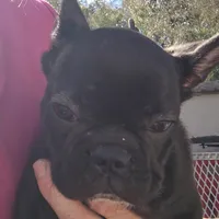 Farmingdale Frenchies Breeding since 2008, a male French Bulldog for sale in Jackson, NJ – Photo 4 of 10