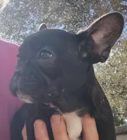 Farmingdale Frenchies Breeding since 2008, a male French Bulldog for sale in Jackson, NJ – Photo 7 of 10
