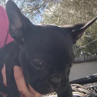 Farmingdale Frenchies Breeding since 2008, a male French Bulldog for sale in Jackson, NJ – Photo 6 of 10