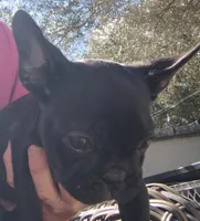 Farmingdale Frenchies Breeding since 2008, a male French Bulldog for sale in Jackson, NJ – Photo 6 of 10