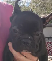 Farmingdale Frenchies Breeding since 2008, a male French Bulldog for sale in Jackson, NJ – Photo 6 of 10