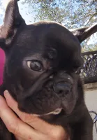 Farmingdale Frenchies Breeding since 2008, a male French Bulldog for sale in Jackson, NJ – Photo 9 of 10