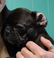 Farmingdale Frenchies Breeding since 2008, a male French Bulldog for sale in Jackson, NJ – Photo 3 of 10