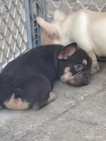 Farmingdale Frenchies Breeding since 2008, a female French Bulldog for sale in Jackson, NJ – Photo 2 of 3