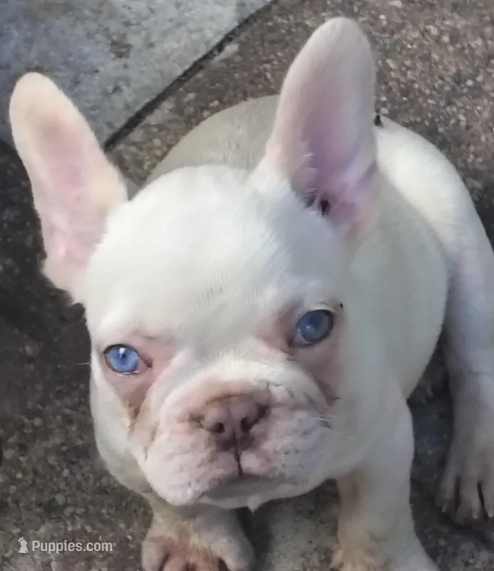 Farmingdale Frenchies Breeding since 2008