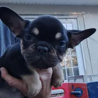 Farmingdale Frenchies Breeding since 2008, a female French Bulldog for sale in Jackson, NJ – Photo 3 of 3