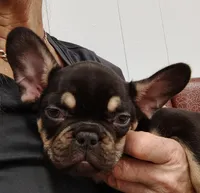 Farmingdale Frenchies Breeding since 2008, a female French Bulldog for sale in Jackson, NJ – Photo 1 of 3
