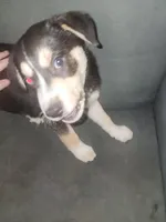 Frank, a male Border Collie and Huskydoodle for sale in Fresno, CA – Photo 3 of 3