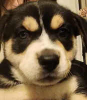 Frank, a male Border Collie and Huskydoodle for sale in Fresno, CA – Photo 1 of 3