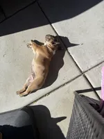 Blaze, a male French Bulldog for sale in Elk Grove, CA – Photo 6 of 6