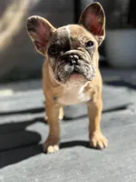 Blaze, a male French Bulldog for sale in Elk Grove, CA – Photo 3 of 6