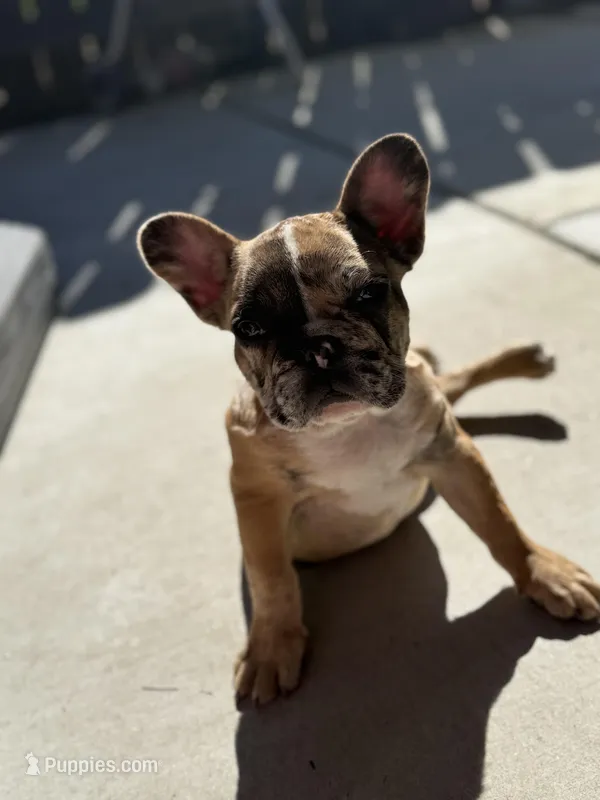Blaze – French Bulldog puppy for sale in Elk Grove, CA