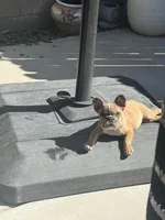 Blaze, a male French Bulldog for sale in Elk Grove, CA – Photo 2 of 6