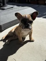 Blaze, a male French Bulldog for sale in Elk Grove, CA – Photo 5 of 6