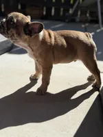 Blaze, a male French Bulldog for sale in Elk Grove, CA – Photo 4 of 6