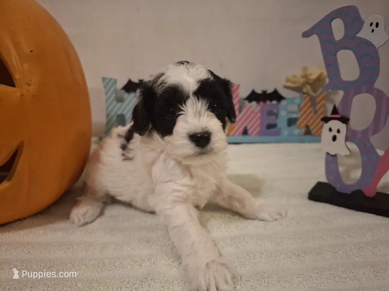 Benji – Cockapoo puppy for sale in Statesville, NC