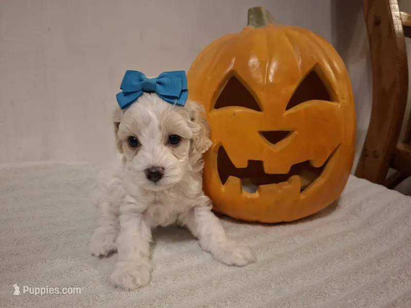Sophie – Cockapoo puppy for sale in Statesville, NC
