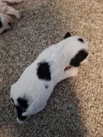 Benji, a male Cockapoo for sale in Statesville, NC – 9 of 10