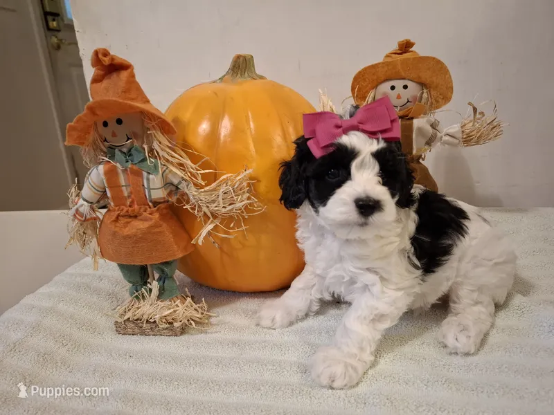 Rosie  – Cockapoo puppy for sale in Statesville, NC