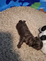 Molly, a female Cockapoo for sale in Statesville, NC – 7 of 10