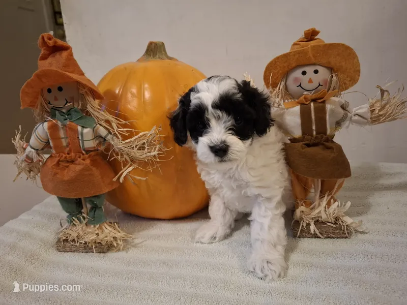Benji – Cockapoo puppy for sale in Statesville, NC