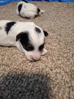 Benji, a male Cockapoo for sale in Statesville, NC – 7 of 10