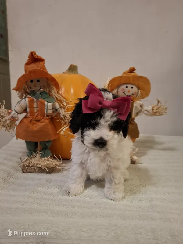 Dolly – Cockapoo puppy for sale in Statesville, NC
