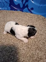 Rosie , a female Cockapoo for sale in Statesville, NC – 5 of 10