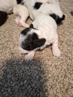 Dolly, a female Cockapoo for sale in Statesville, NC – 10 of 10