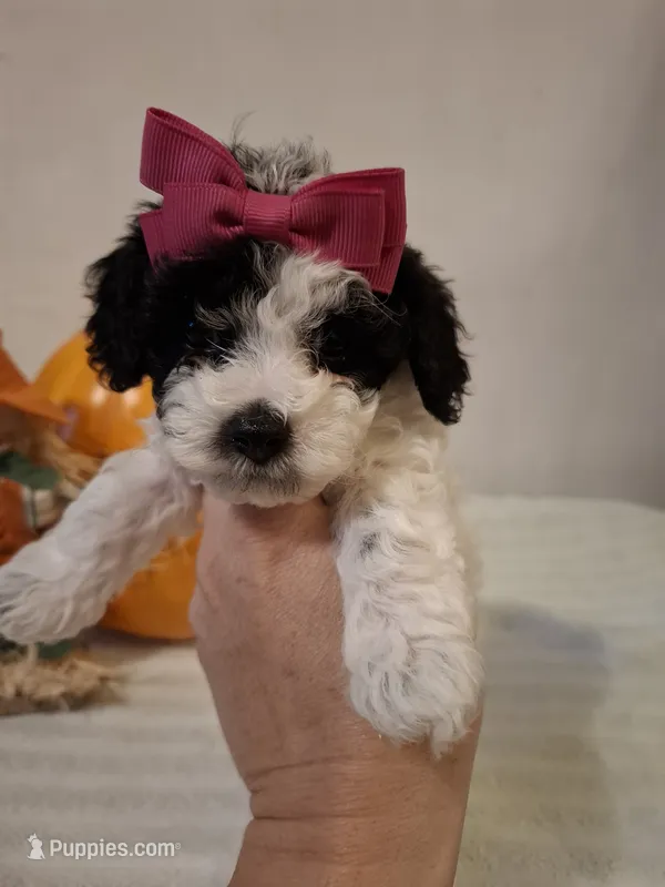 Dolly – Cockapoo puppy for sale in Statesville, NC