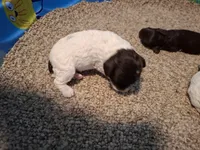 Bella, a female Cockapoo for sale in Statesville, NC – 2 of 10